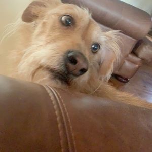 Meet your Posher, Sydney